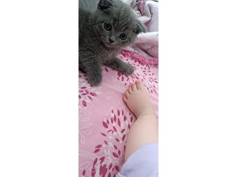 Sevimli kedimiz yeni yuvasına gitmeye hazır