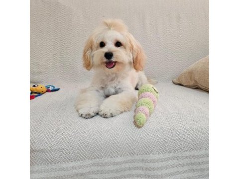Yurt dışı sebebi kaynaklı maltipoo sahiplendirme