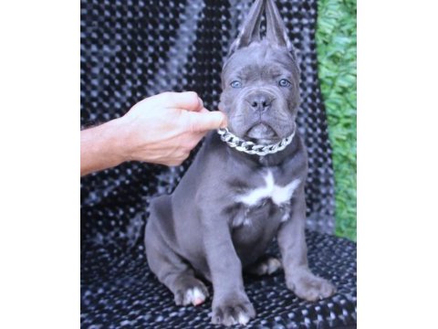 Fcı-kıf şecereli safkan cane corso