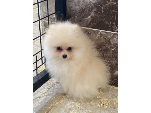 Tea cup pomeranian