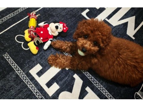 5 aylık dişi toy poodle