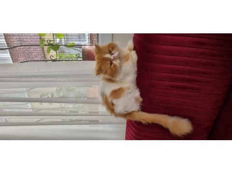 1 yaşında erkek kedişimiz exotic