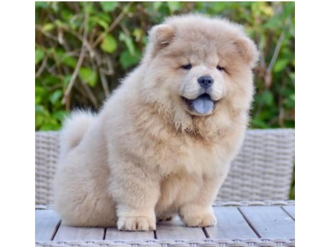 Çin aslanı köpekler sağlık ve ırk garantili teslim