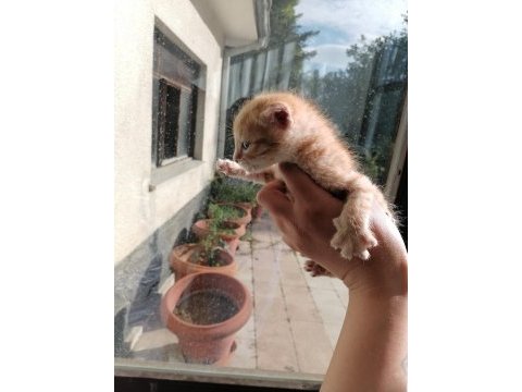 1 bucuk aylık sarman erkek