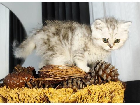 Dünyanın en güzel chinchilla bebemler