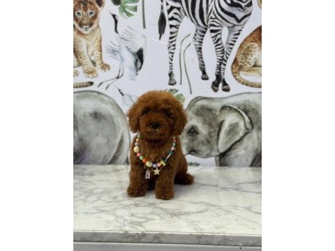 Toy poodle erkek bebek köpeğimiz