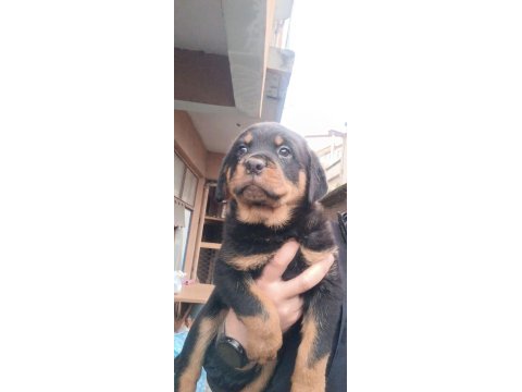 Koca kafa rottweiler