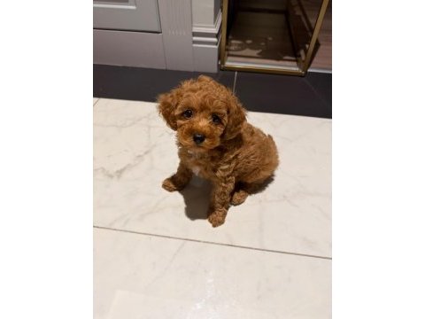 Minyatür poodle 2,5 aylık safkan