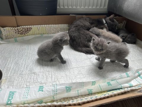 British short hair anne babası bize ait 1 aylık yavrular