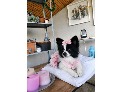 Özel görünümlü black white pomeranian
