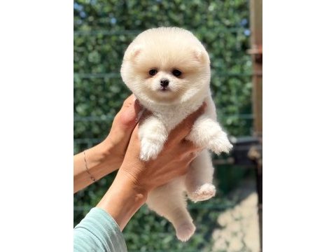 Kusursuz karbeyaz dişi pomeranian boo