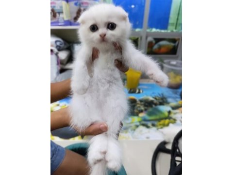 50 6 adet günlük scottish fold yavrularımız