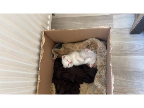 Scottish fold colorpoint