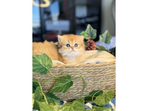 Yüksek kalite golden british longhair kedimiz