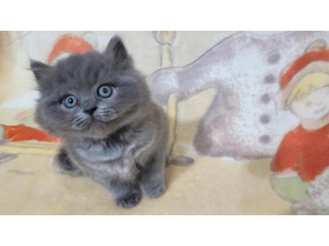 Oyuncu yavru british shorthair