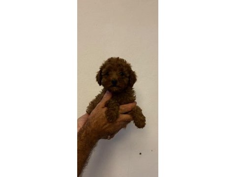 Toy poodle minik şekerler
