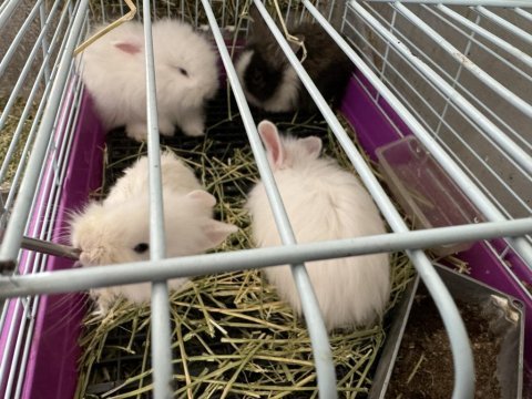Masmavi gözlü tavşan yavrucaklar yeni yuvasını arıyor