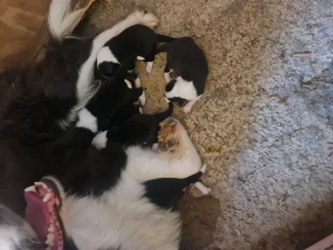 Border collie bebekler için acele edin