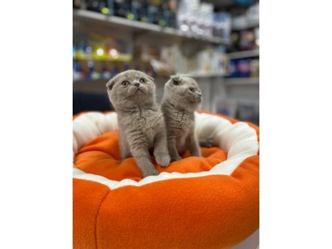 Safkan biblo güzelliğinde scottish fold