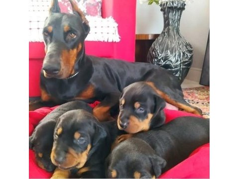 Siyah ve kızıl doberman
