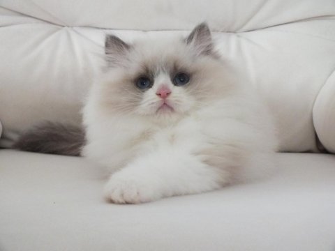 Full şecereli ragdoll yavruları