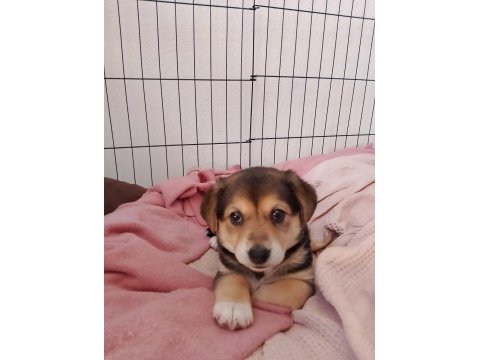 Labrador kırması bebişe yuva arıyoruz