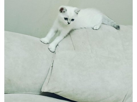 3 british kızımız yeni sahiplerini bekliyor
