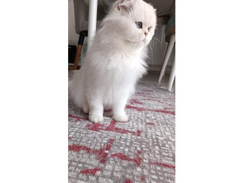 British longhair kedim yeni yuvasını arıyor