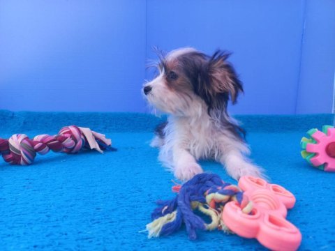 Neşe kaynağı morkie yavrularımız