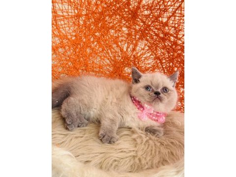 British shorthair dişi erkek sevimli yavrular