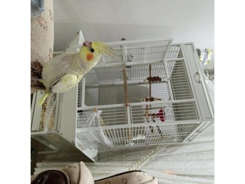 Bireysel ev üretimi sultan papağanı