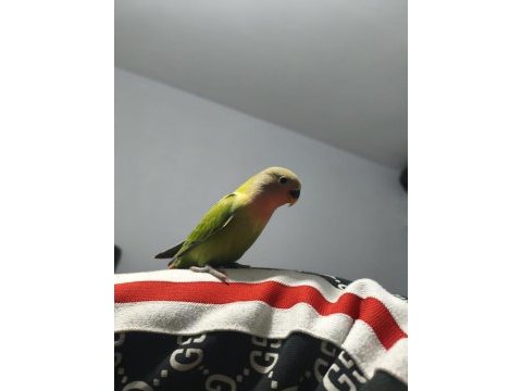 Evcil 4 aylık sevda papağanı