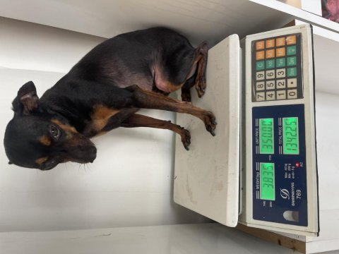 Gözde pinscher köpeğim can dostum ilanda