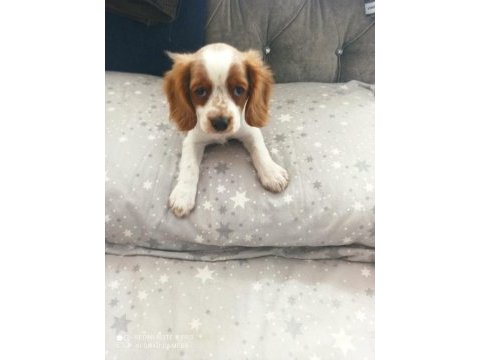 3 aylık cavalier king charles uyguna verilecektir