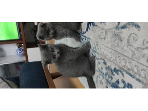 British shorthair