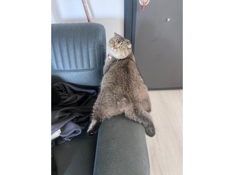 Scottish fold dişi