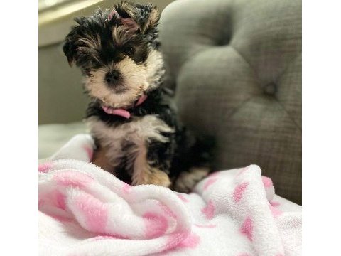 Çok sosyal sevecen yorkshire terrier yavrular