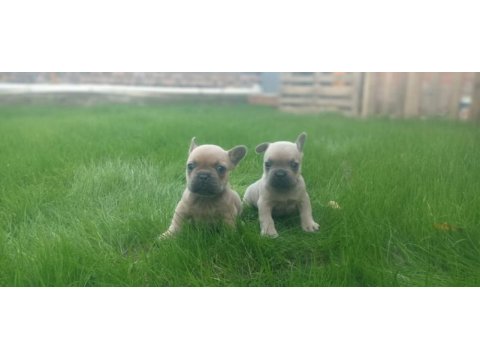 French bulldog yavrularımız