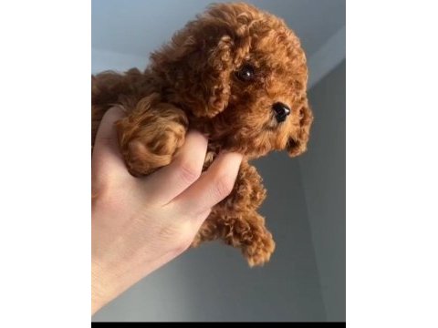 Toy poodle dişi