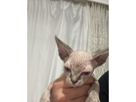 Sağlıklı ve oyuncu sphynx (tüysüz) yavrumuza yeni yuva