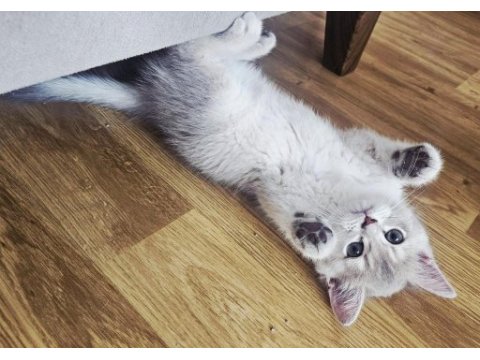 Dünya güzeli golden ay11 erkek british shorthair