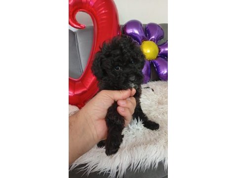 Ev ortamında büyümüş olan minik köpekler