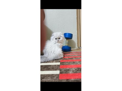 Scottish fold longhair erkek