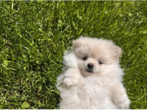 Kremalı pomeranian spitz dişi