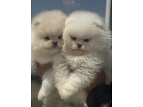 Show kalite pomeranian yavrular ziyarete açık