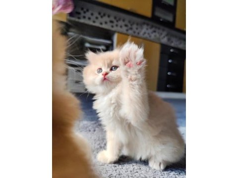 Full şecereli dişi yavru british longhair