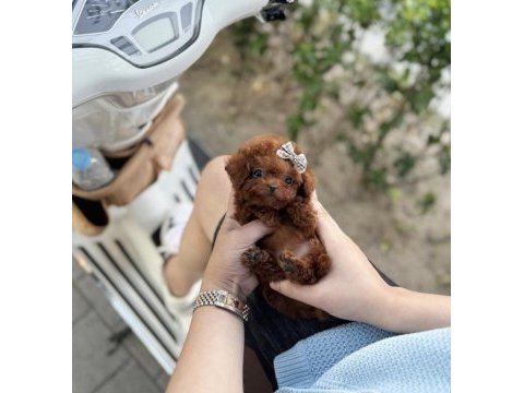 Poodle lokum bebek