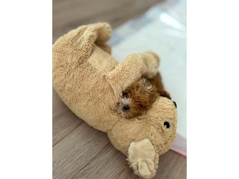 Orijinal teacup gerçek maltipoo