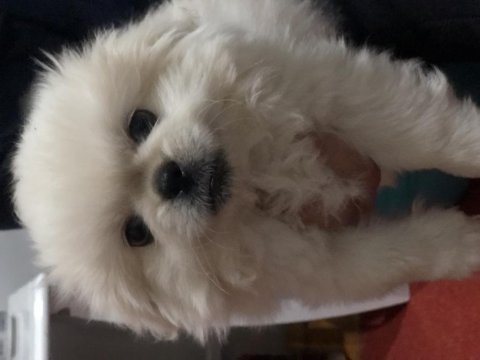 Sıfır burun orijinal pekinez köpeği