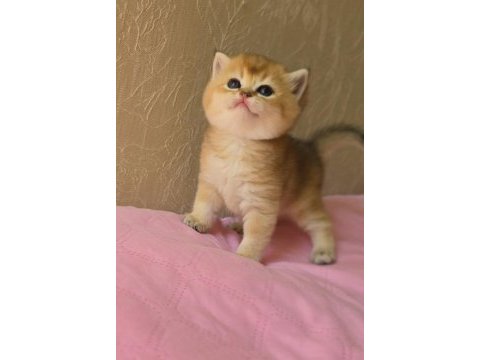 Safkan mükemmel golden british shorthair yavrular